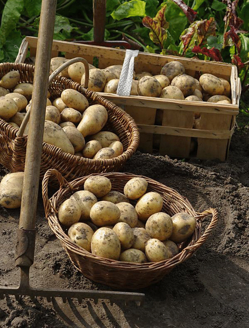 Выращивание картофеля под соломой — экономим время и средств!