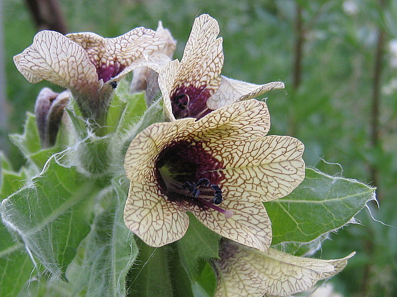 Будьте осторожны: цветы-убийцы